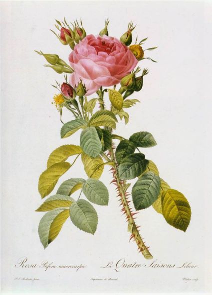 pierre-joseph_redoutc3a9_rosa_bifera_macrocarpa_wga19030