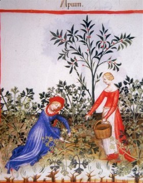 Les racines, Moyen Âge