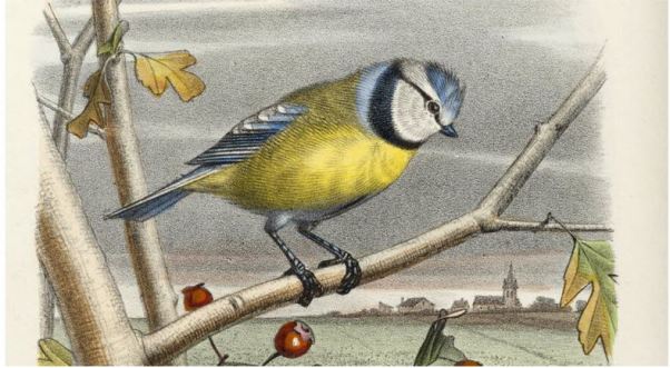 mésange bleue_bnf 1868