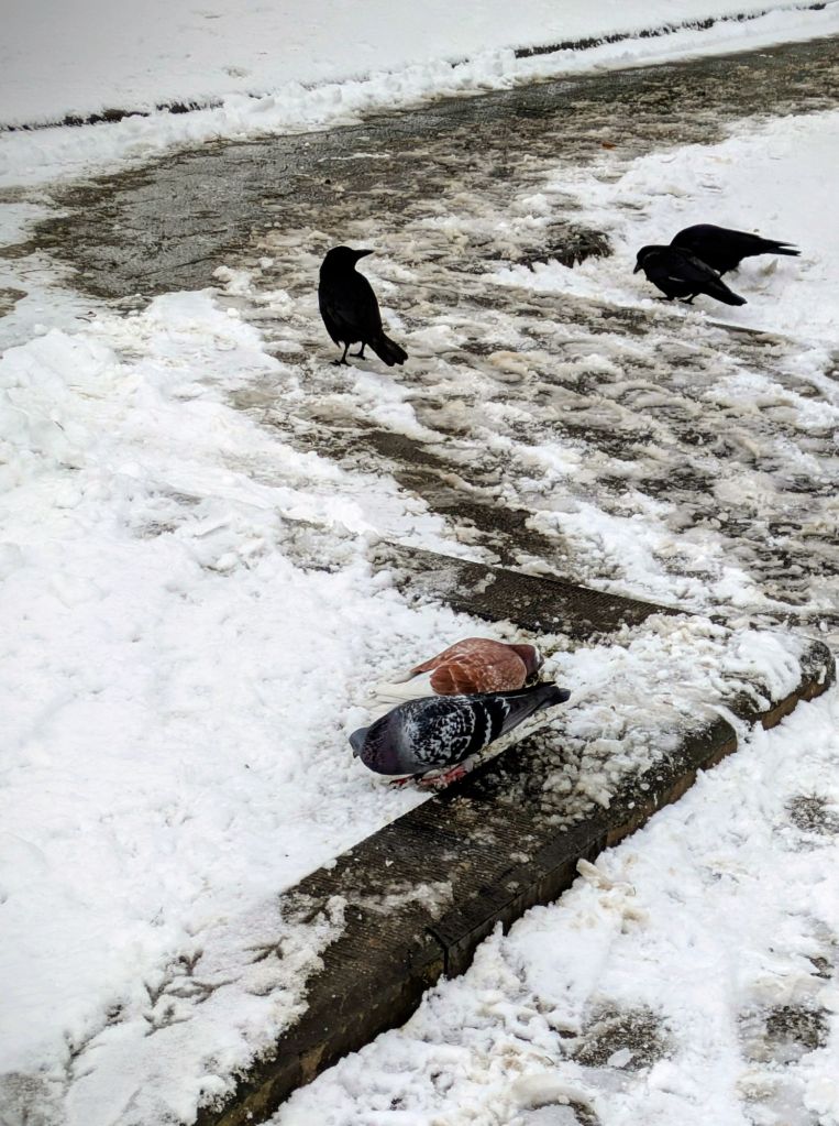 pxl_20260107_110410921~27658928585874035384.