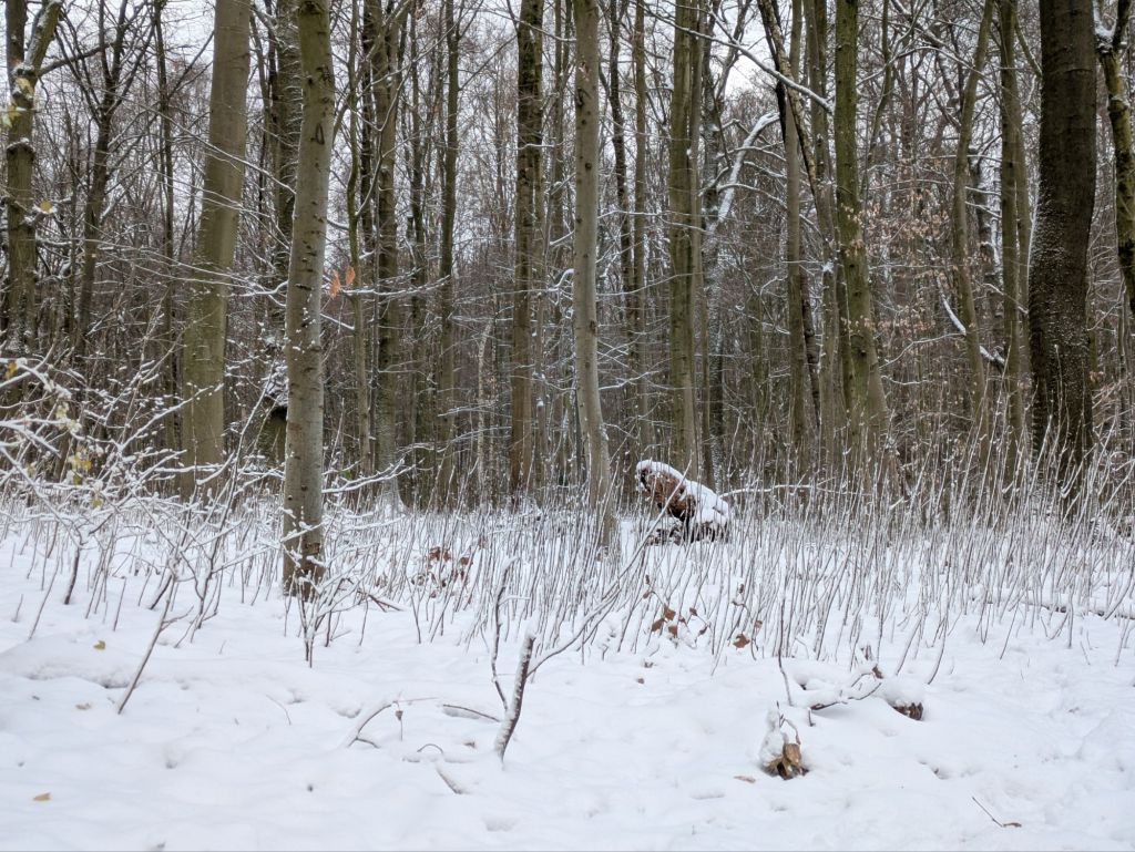 pxl_20260107_1117232323175141244251212168